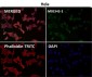 Anti-MAP1LC3A/Lc3A Rabbit Monoclonal Antibody